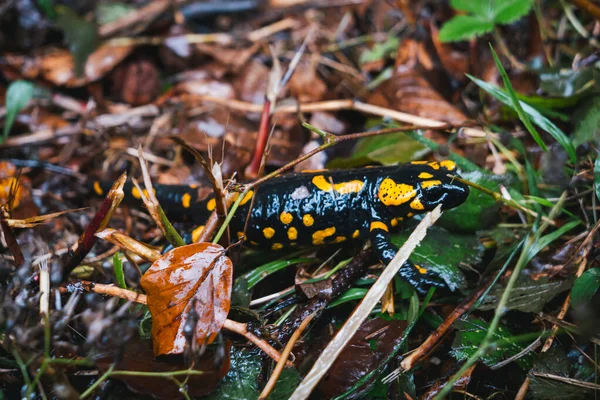 Feuersalamander Salamandra Salamandra Auf Feuchtem Waldboden Den Österreichischen Alpen — Stockfoto