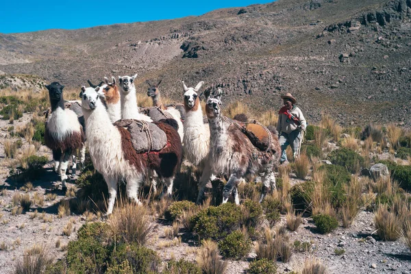 Chivay, Peru - 21 Temmuz 2010: And Herder with Llama Herd as Pack Animals, a Geleneksel Perulu silahşör veya Campesino Herding his Livestock and transport Rocks.