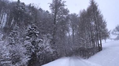 Yoğun kar yağışı ve yapayalnız bir kır yolu ile kışın Aşağı Avusturya 'daki Mostviertel' de ağaçlarla kaplı ormana giden manzara.