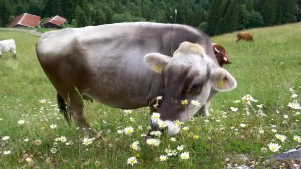 Tirolesa Grey Cattle Grazing Seasonal Mountain Pasture Alps Pongau Region — Vídeos de Stock