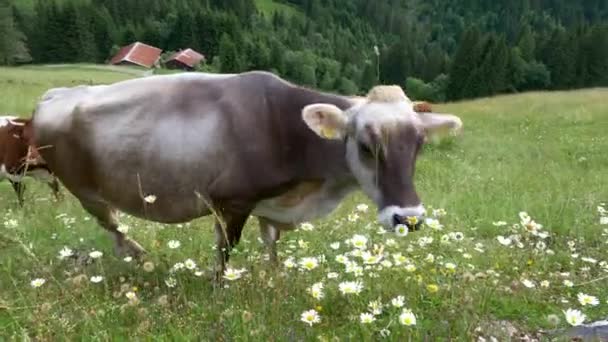 奥地利庞高地区阿尔卑斯山季节牧场上的提洛林灰牛放牧 — 图库视频影像