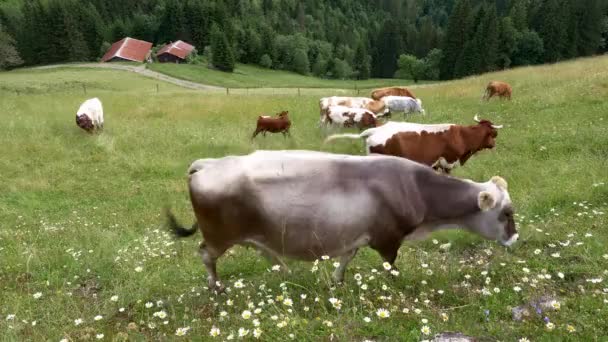 Tirolesa Grey Cattle Grazing Seasonal Mountain Pasture Alps Pongau Region — Vídeos de Stock