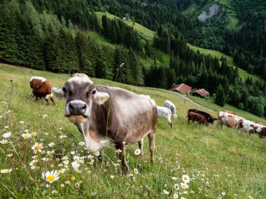 Avusturya 'nın Pongau Bölgesi' ndeki Mevsimlik Dağ Çayırı 'nda Tirol Gri Sığırları otluyor
