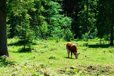 Ormandaki çayırda ineğin görüntüsü