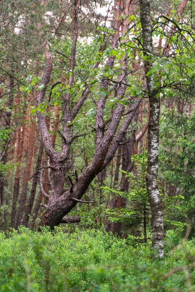 Widok Pnie Drzew Lesie — Zdjęcie stockowe