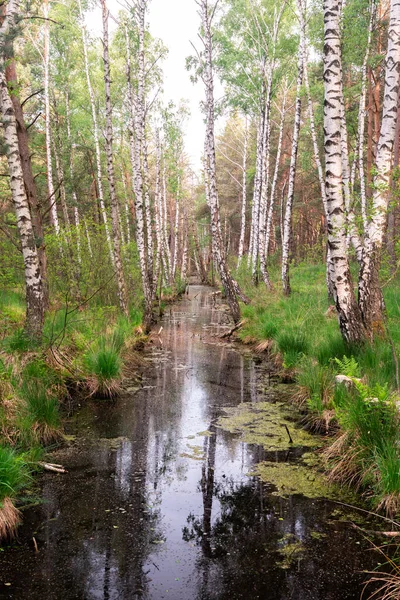 자작나무 줄기를 흐르는 — 스톡 사진