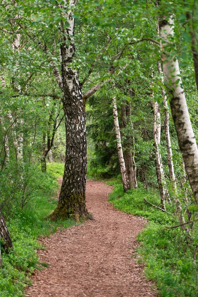 자작나무와 더불어 공원의 아름다운 — 스톡 사진