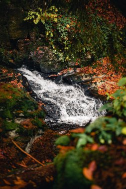 Sonbahar Renkleri, ormanın içinde turuncu renklerde ve su akıntısının yanında dökülen bir çok dere ile