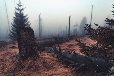 Sonbahar Renkleri, ormanın içinde turuncu renklerde ve su akıntısının yanında dökülen bir çok dere ile