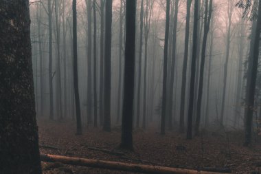 Sonbahar Renkleri, ormanın içinde turuncu renklerde ve su akıntısının yanında dökülen bir çok dere ile