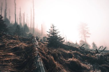 Sonbahar Renkleri, ormanın içinde turuncu renklerde ve su akıntısının yanında dökülen bir çok dere ile