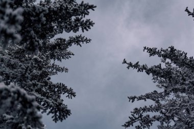 Kar yere düşerken ormandaki kış manzarası