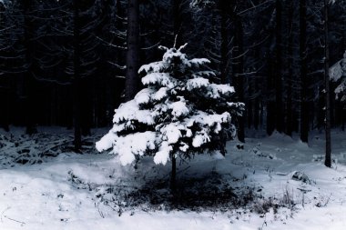 Kar yere düşerken ormandaki kış manzarası