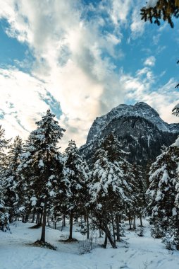 Kar yere düşerken ormandaki kış manzarası