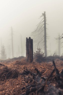 Sonbahar Renkleri, ormanın içinde turuncu renklerde ve su akıntısının yanında dökülen bir çok dere ile