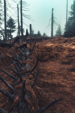Sonbahar Renkleri, ormanın içinde turuncu renklerde ve su akıntısının yanında dökülen bir çok dere ile
