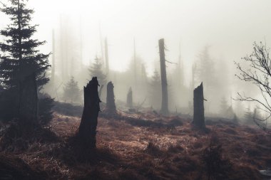 Sonbahar Renkleri, ormanın içinde turuncu renklerde ve su akıntısının yanında dökülen bir çok dere ile