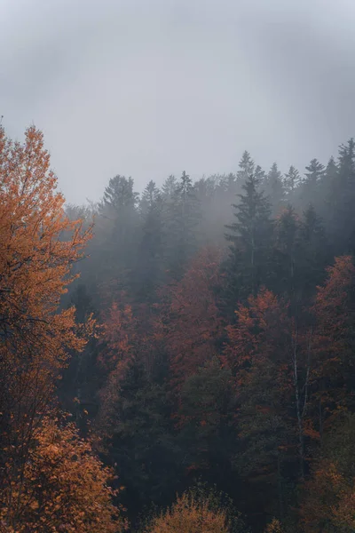 Осенние Цвета Лесу Многими Упавшими Дамбами Оранжевом Цвете Возле Водяного — стоковое фото