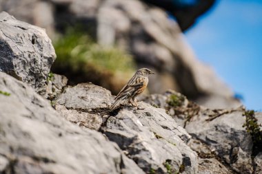 Güzel bir kuşun yakın çekimi.