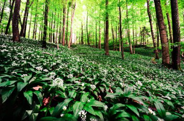 Güzel yeşil orman sabah