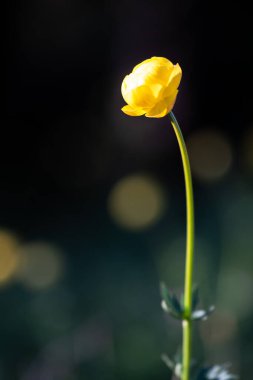 Bahçedeki güzel sarı çiçek