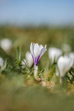 Ormanda güzel bahar çiçekleri