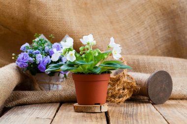 Kağıt ambalaj, çul, ahşap ba Saintpaulias çiçek