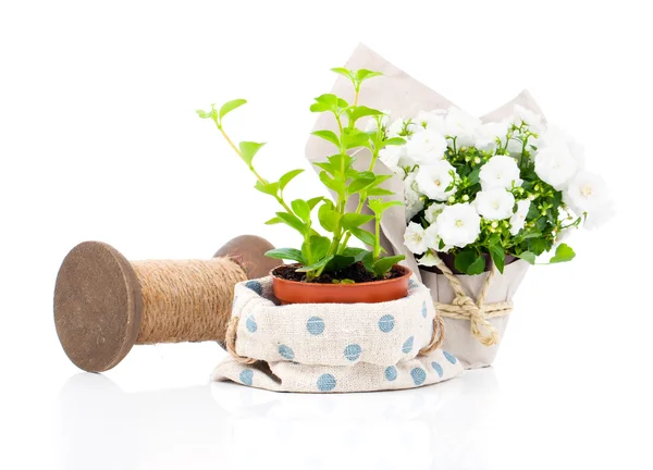 Jungpflanzen in der zum Verkauf angebotenen Verpackung, isoliert auf weiß — Stockfoto