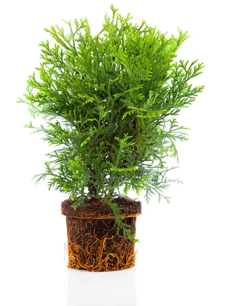 Thujopsis is a conifer in the cypress family Cupressaceae, with — Stock Photo, Image
