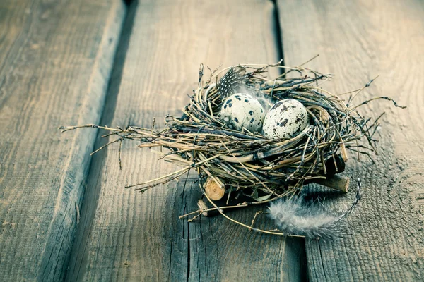 Huevos de codorniz con plumas sobre fondo de madera — Foto de Stock