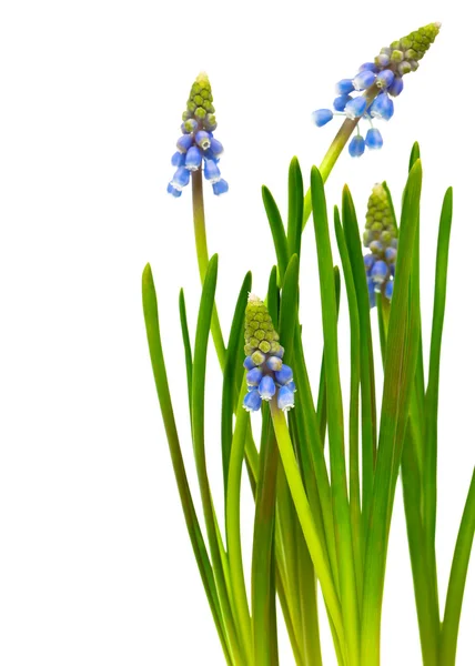 Flor de sinos azuis (Hyacinth Uva, Muscari armeniacum ) — Fotografia de Stock