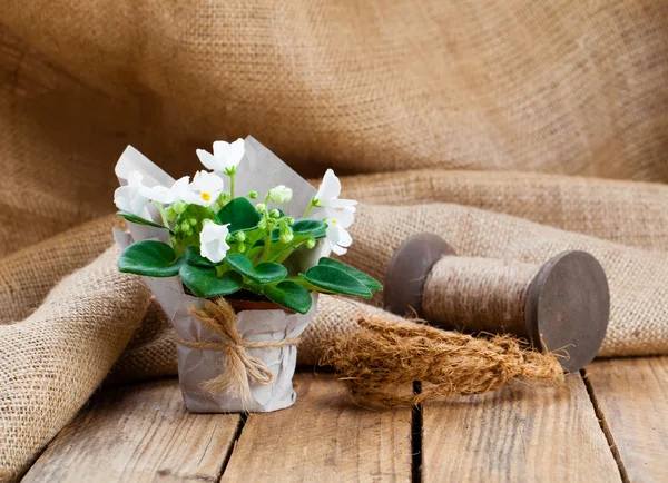 Blanco Saintpaulias flores en el embalaje de papel, sobre tela de saco, woo —  Fotos de Stock