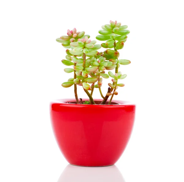 白地に赤の鍋に Adromischus 観葉植物. — ストック写真