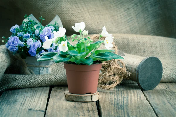 Weiße saintpaulias blumen in papierverpackung, auf sacktuch, woo — Stockfoto