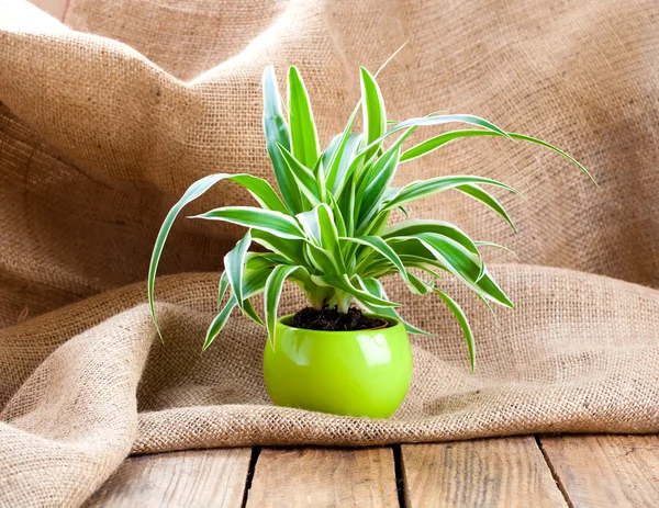 Planta Chlorophytum verde en la olla, sobre tela de saco backgro de madera — Foto de Stock