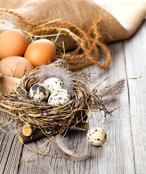 Quail eggs on wooden background — Stock Photo, Image