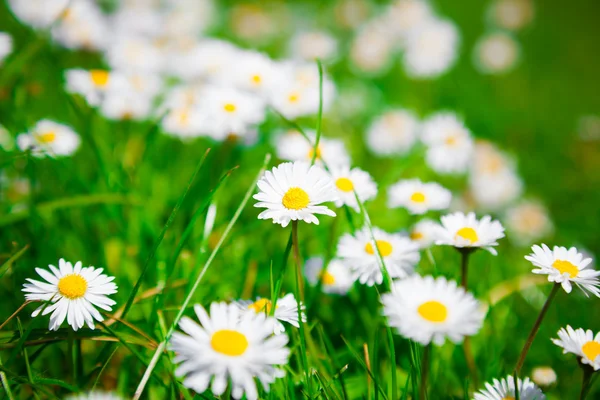 Fiori di camomilla selvatica su un campo. profondità di campo poco profonda — Foto Stock