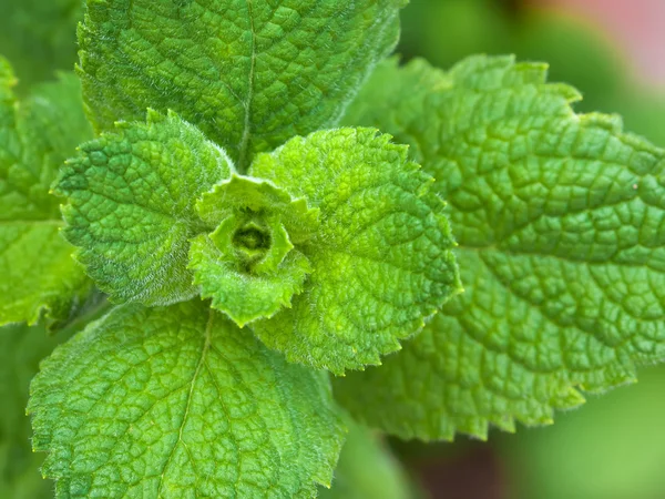 Cerrar Crecer hojas de menta — Foto de Stock