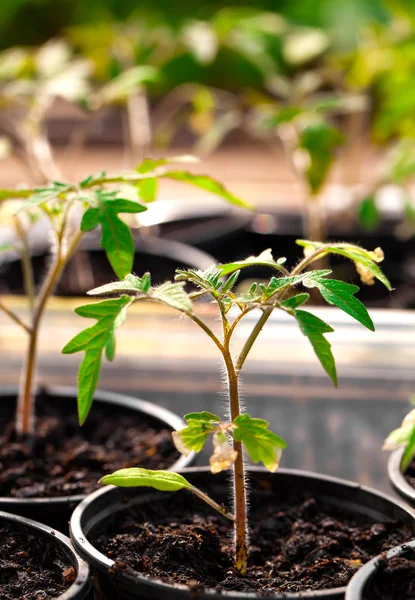 Tomato seedling pot in greenhouse — Stock Photo, Image