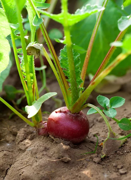 Ripe red radish in the garden, closeup — Stock Photo, Image