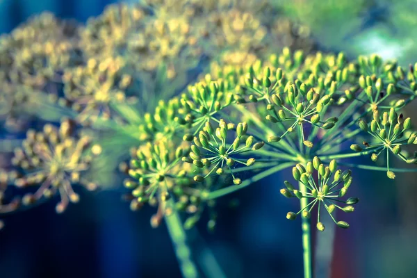 莳萝花序的绿色背景. — 图库照片