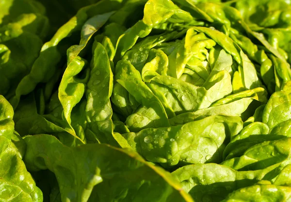 Salada de alface no jardim — Fotografia de Stock