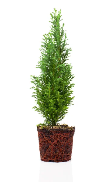 Cypress, thuja met wortels geïsoleerd op witte achtergrond — Stockfoto
