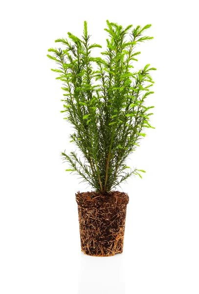 Cypress, thuja with roots isolated on white background — Stock Photo, Image