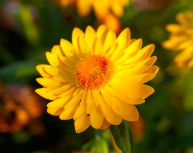 Xerochrysum bracteatum, altın ebedi bilinen