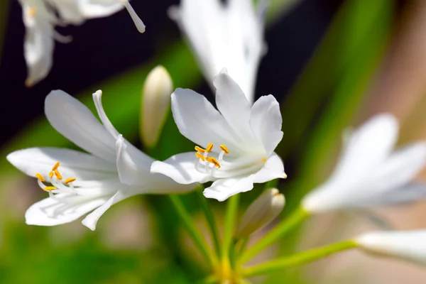 Flores brancas de Agapanthus — Fotografia de Stock