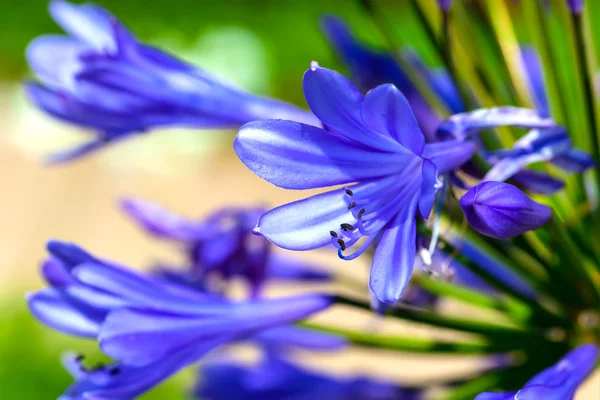 Blå agapanthus blomma — Stockfoto