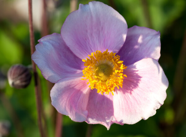 Anemone, family Ranunculaceae, native to temperate zones. 