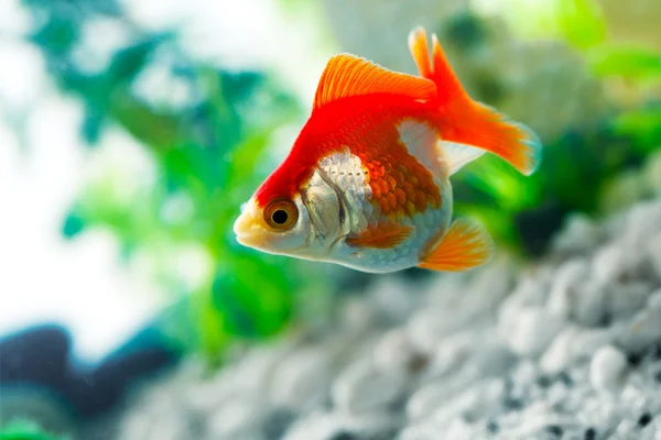 Goldfish chupa unas rocas en el acuario —  Fotos de Stock