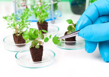 bir kişinin gösterilen görüntü mavi kauçuk eldiven bir sm tutan eller